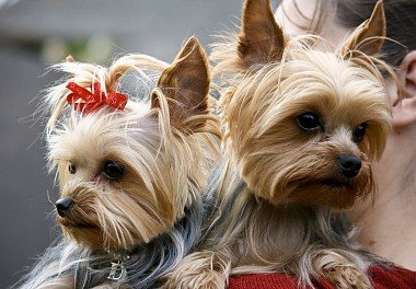 Yorkshire Terrier