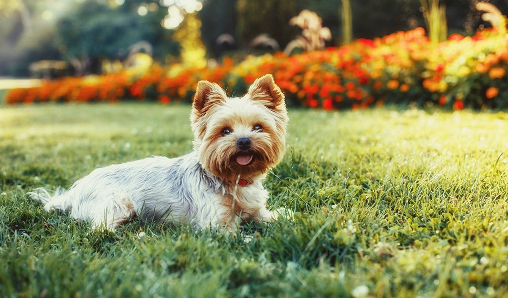 Yorkshire Terrier