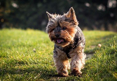 Yorkshire Terrier