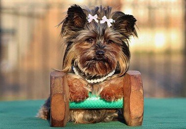 Yorkshire Terrier