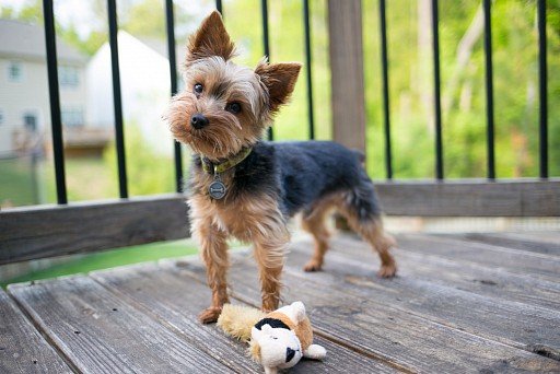 Yorkshire Terrier