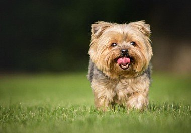 Yorkshire Terrier