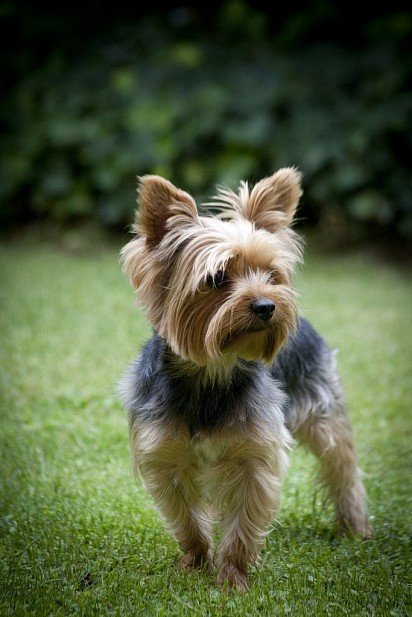 Yorkshire terrier