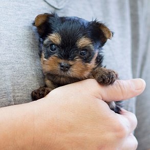 Yorkshire Terrier