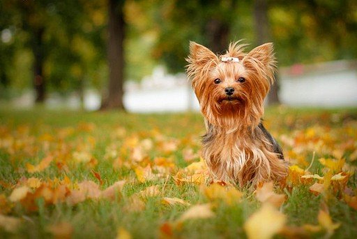 Yorkshire Terrier