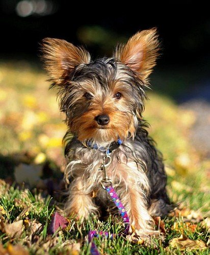 Yorkshire Terrier Puppy