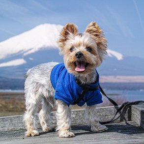 Yorkshire Terrier