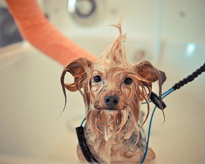 Washing a Yorkie