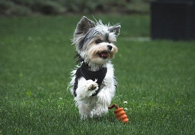 Yorkshire Terrier