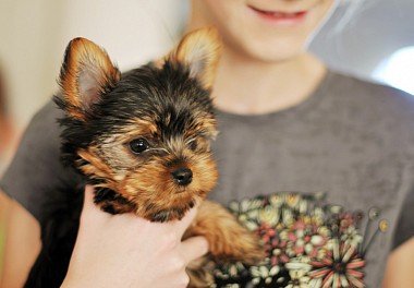 Yorkshire Terrier