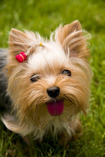 Yorkie muzzle