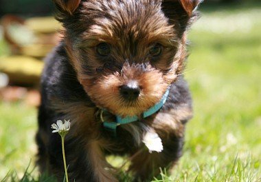 Yorkshire Terrier