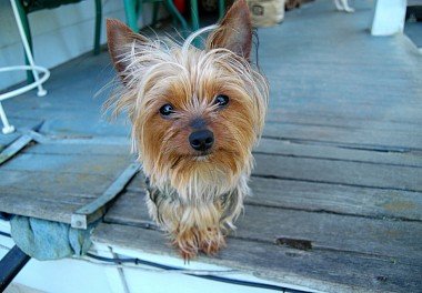 Yorkshire Terrier