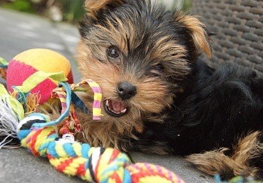 Yorkshire Terrier