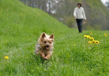 Yorkshire Terrier