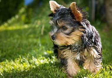 Yorkshire Terrier