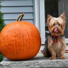 Yorkshire Terrier