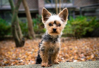 Yorkshire Terrier