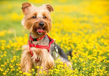 Yorkshire Terrier