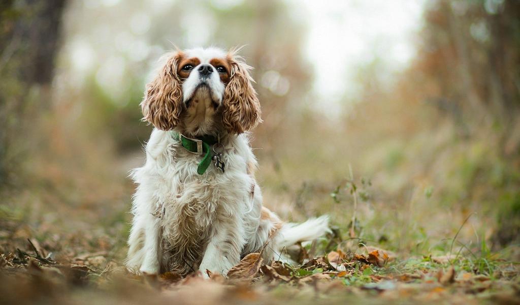 Cavalier King Charles Spaniel