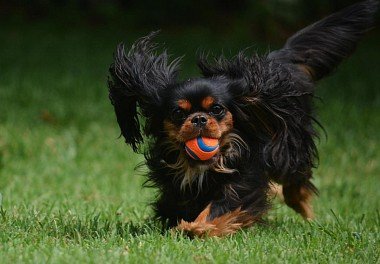 Cavalier King Charles Spaniel