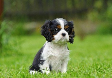 Cavalier King Charles Spaniel