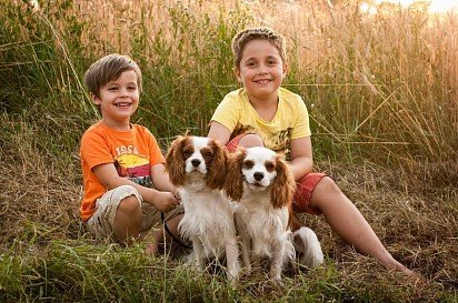 Cavalier King Charles Spaniel with kids