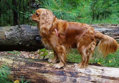 Cavalier King Charles Spaniel