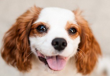 Cavalier King Charles Spaniel