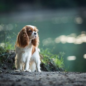 Cavalier King Charles Spaniel