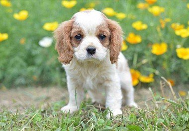 Cavalier King Charles Spaniel