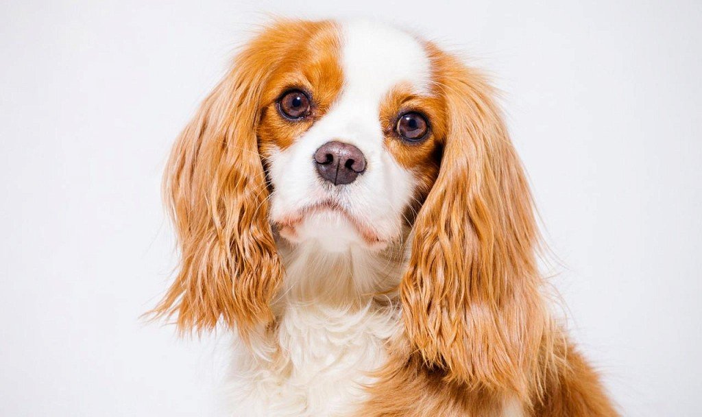 Cavalier King Charles Spaniel Muzzle