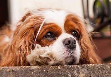 Cavalier King Charles Spaniel