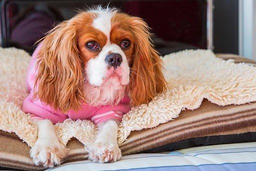 Cavalier King Charles Spaniel