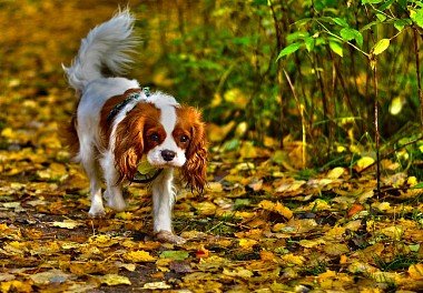 Cavalier King Charles Spaniel