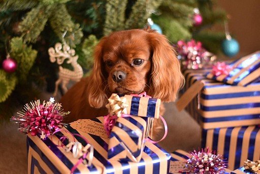 Ruby-colored Cavalier King Charles Spaniel