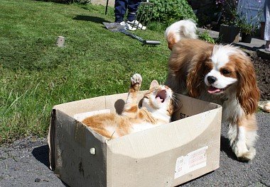 Cavalier King Charles Spaniel