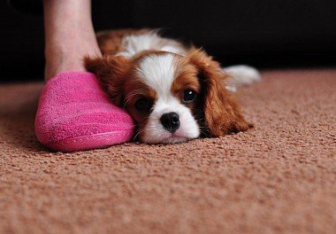 Cavalier King Charles Spaniel