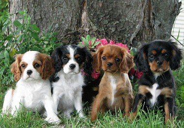 Cavalier King Charles Spaniel