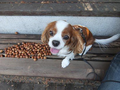 I found some acorns for you here