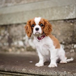 Cavalier-King-Charles-Spaniel