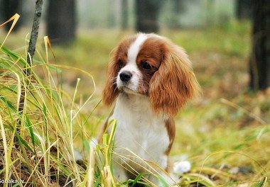 Cavalier King Charles Spaniel