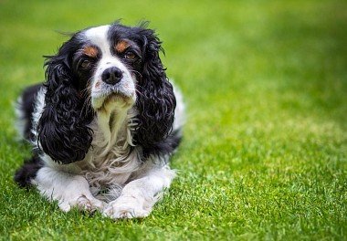 Cavalier King Charles Spaniel