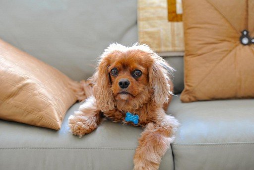 Lover of lying on the couch