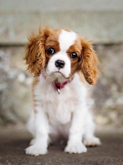 Cavalier King Charles Spaniel puppy