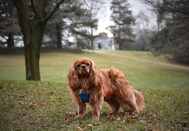 Cavalier King Charles Spaniel