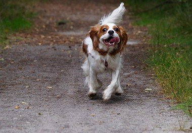 Cavalier King Charles Spaniel