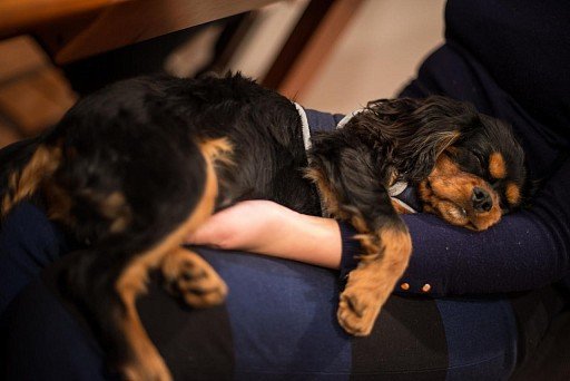 Cavalier King Charles Spaniel