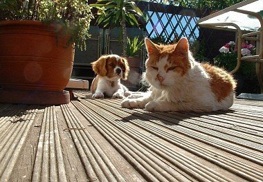 Cavalier King Charles Spaniel with cat