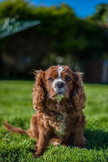 Cavalier-King-Charles-Spaniel